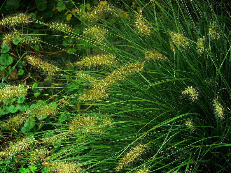 Fountain Grass