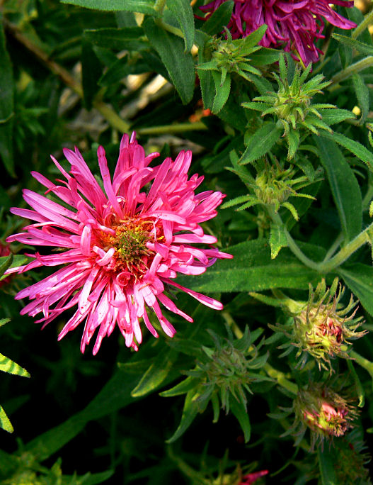 Pink Flower