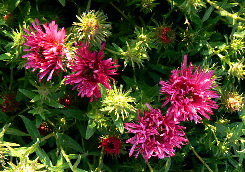 Pink Flower 2