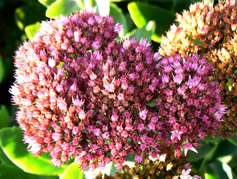 Sedum at Sunset Close-up