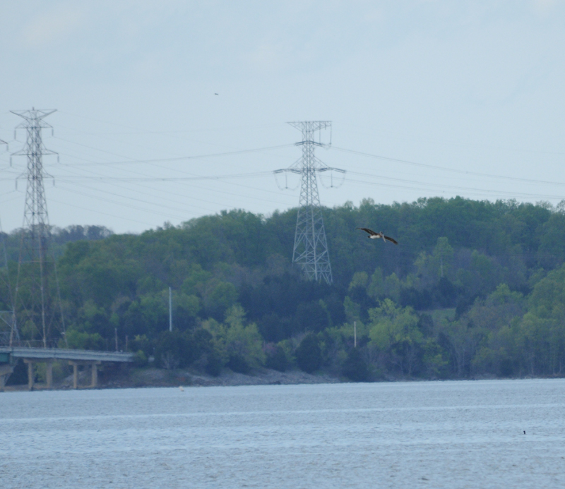 Brown Pelican_1_Percy Priest 13 April 09.jpg