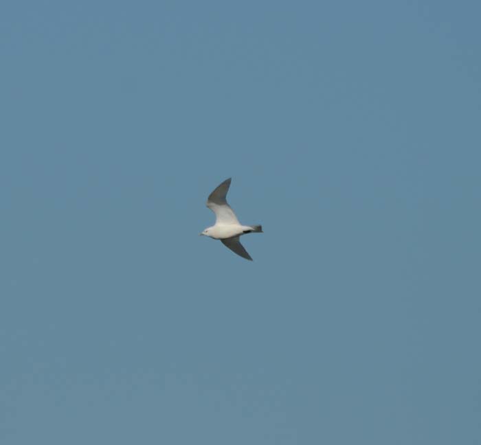 Ivory Gull