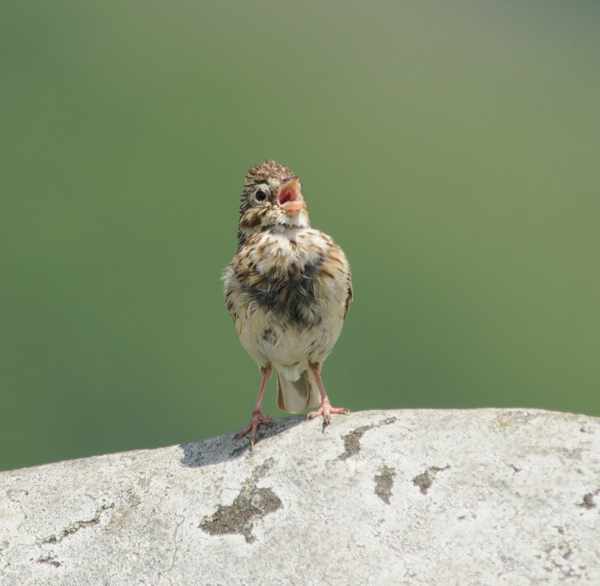 Vesper Sparrow, Round Bald at Carvers Gap