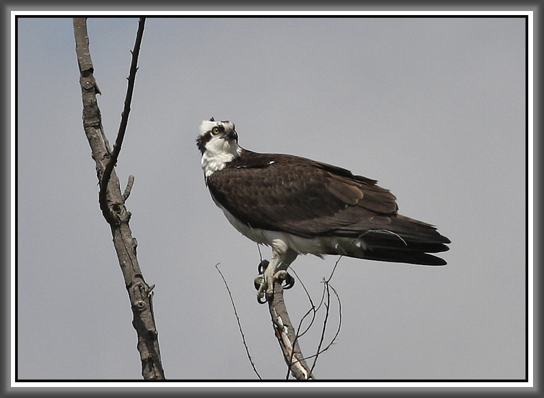 Osprey