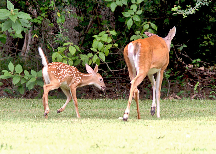 Arkansas Post Doe and Fawn