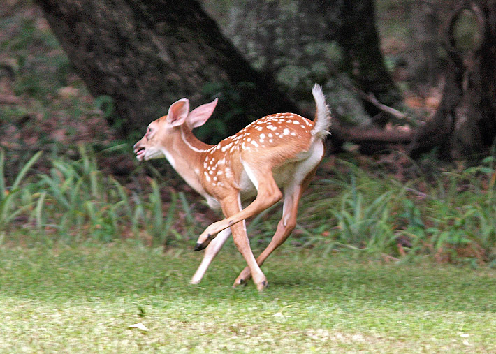 Arkansas Post Fawn