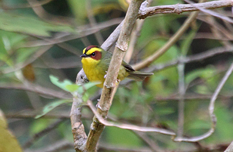 Golden-browed Warbler