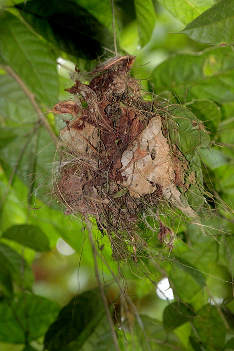 Pacific Flatbill NEST