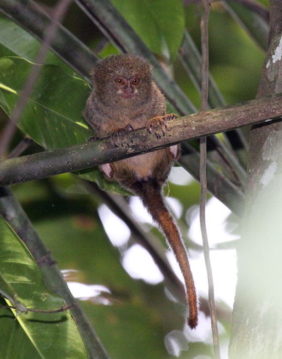 Pygmy Marmoset (Ecuador)