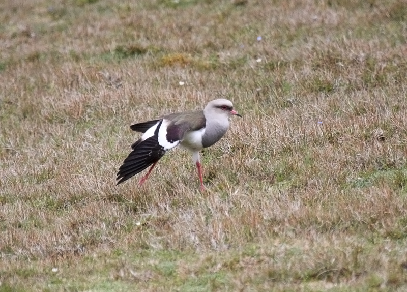 Andean Lapwing
