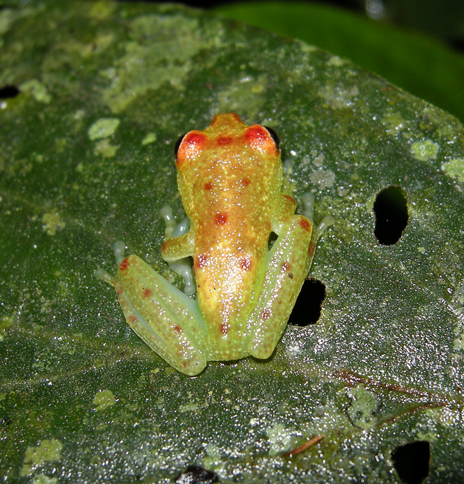 Polkadot Treefrog, Hyla punctata (Ecuador)