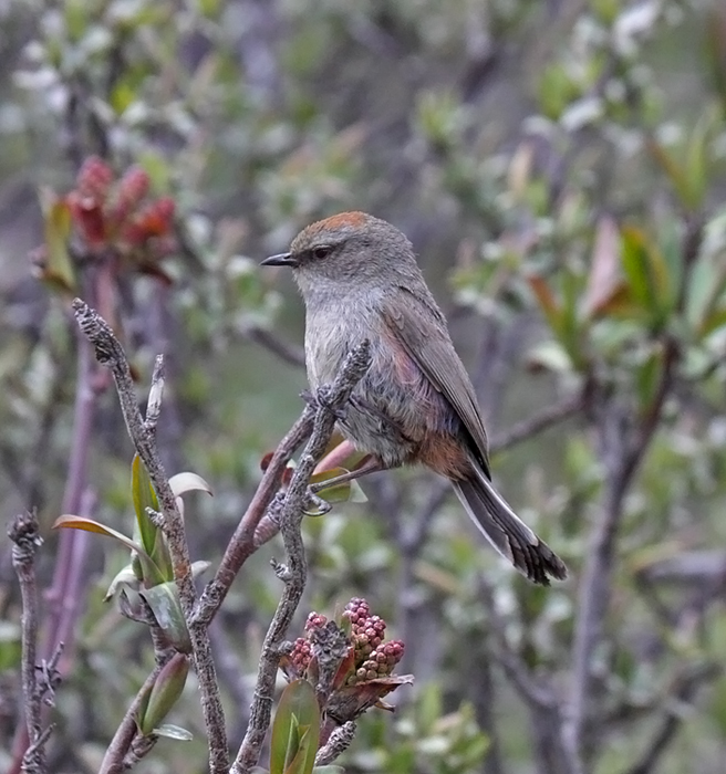 Severtsov's (White-browed) Tit-Warbler (female)