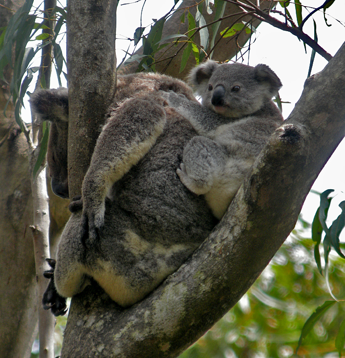 Koala (Australia)