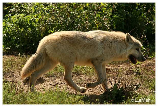 Artic wolf (juvenile)