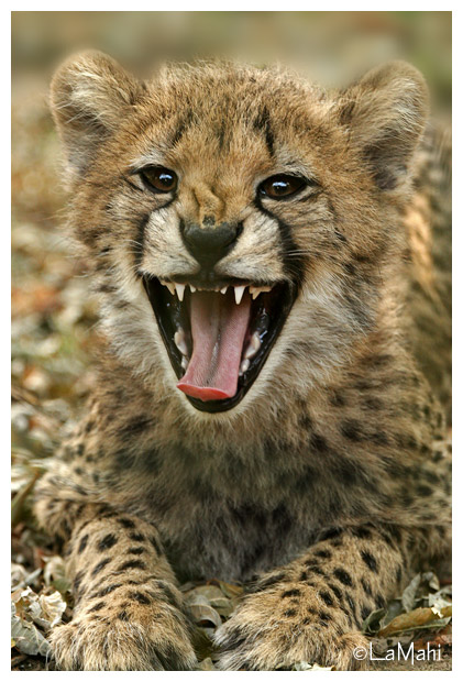 Cheetah cub