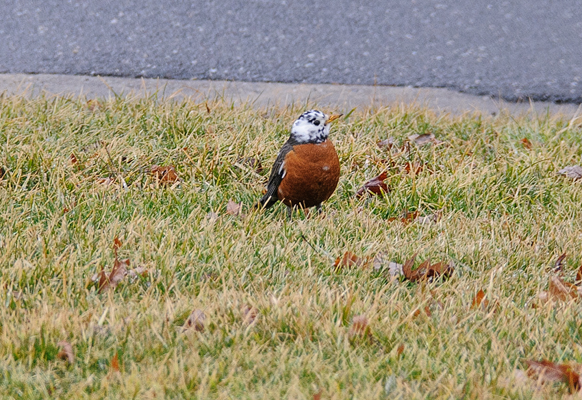 American Robin (with White Head)