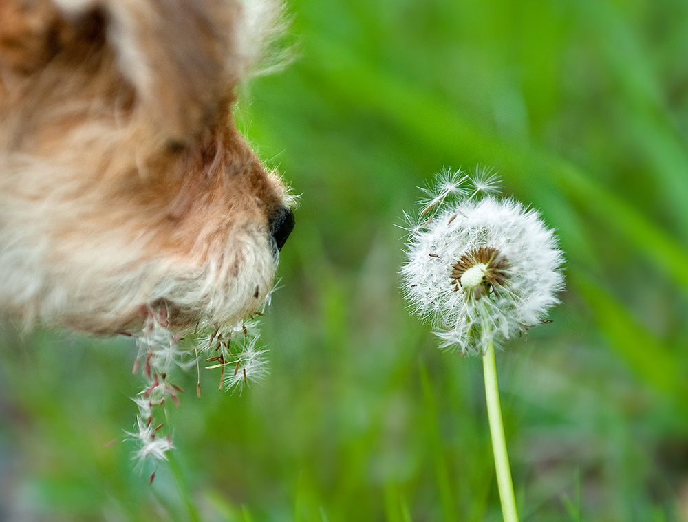 Curious Puppy