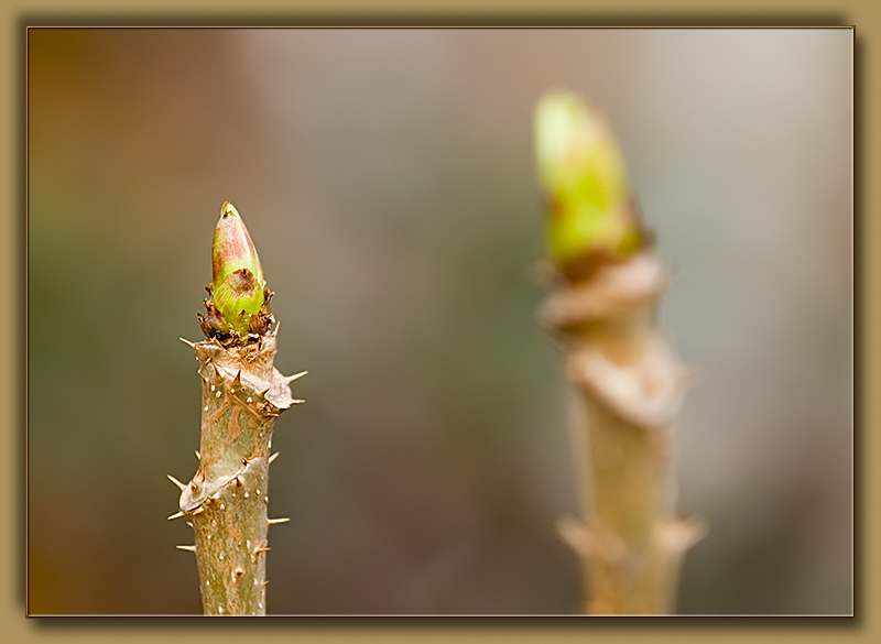 DSC_8848s800.jpg