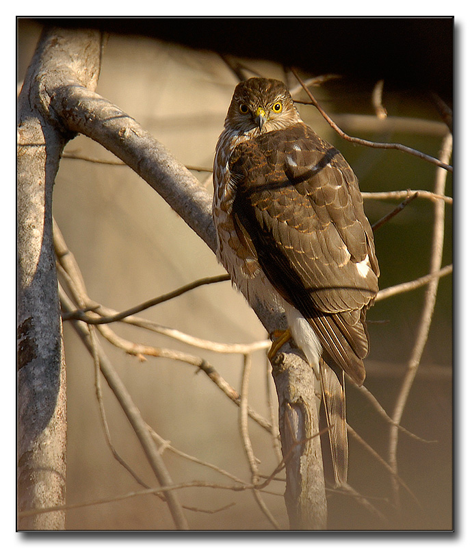 Sharp-shinned  Hawk