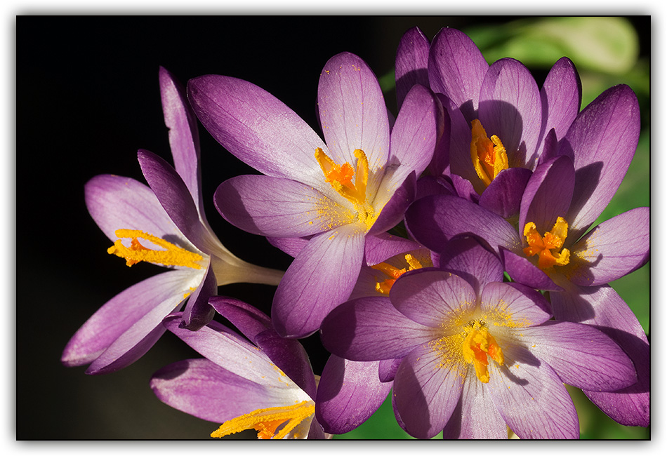 Spring Crocuses