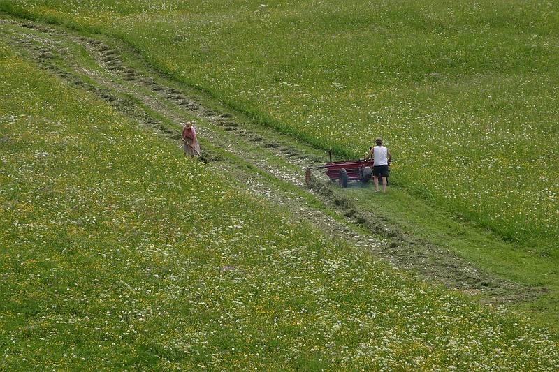 Kleinwalsertal Wiesenblumen