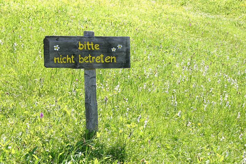 Kleinwalsertal Wiesenblumen