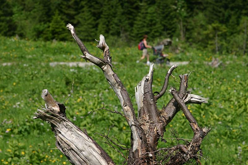 Kleinwalsertal Wiesenblumen