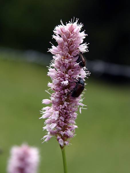 Kleinwalsertal Wiesenblumen