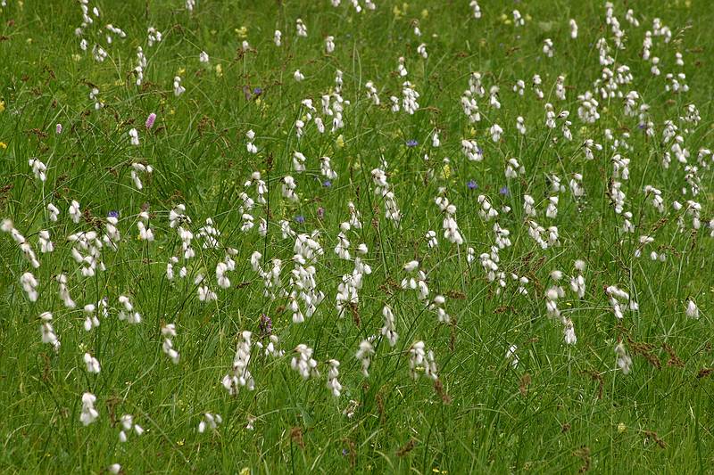 Kleinwalsertal Wiesenblumen