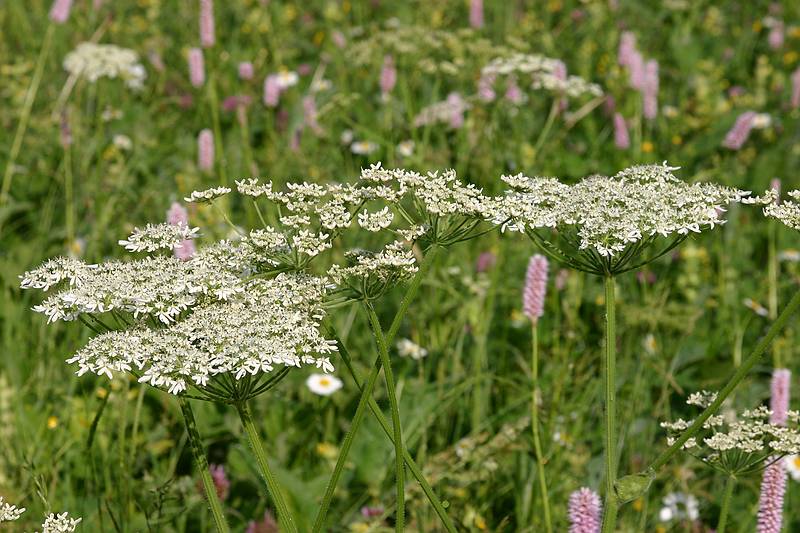 Kleinwalsertal Wiesenblumen