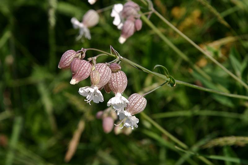 Kleinwalsertal Wiesenblumen