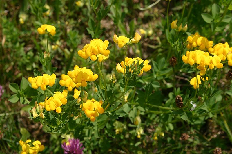 Kleinwalsertal Wiesenblumen