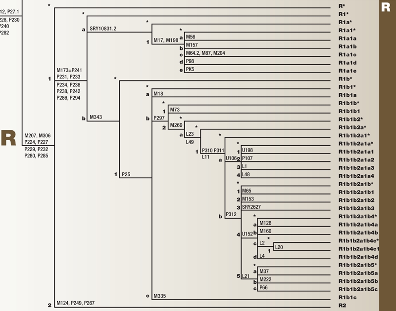 Hap R Tree Hooks