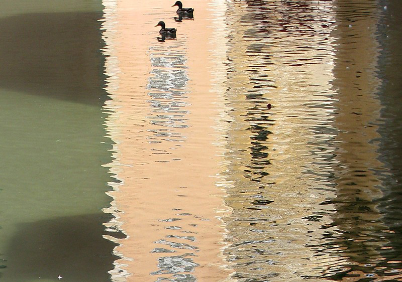 canards sur fond rose