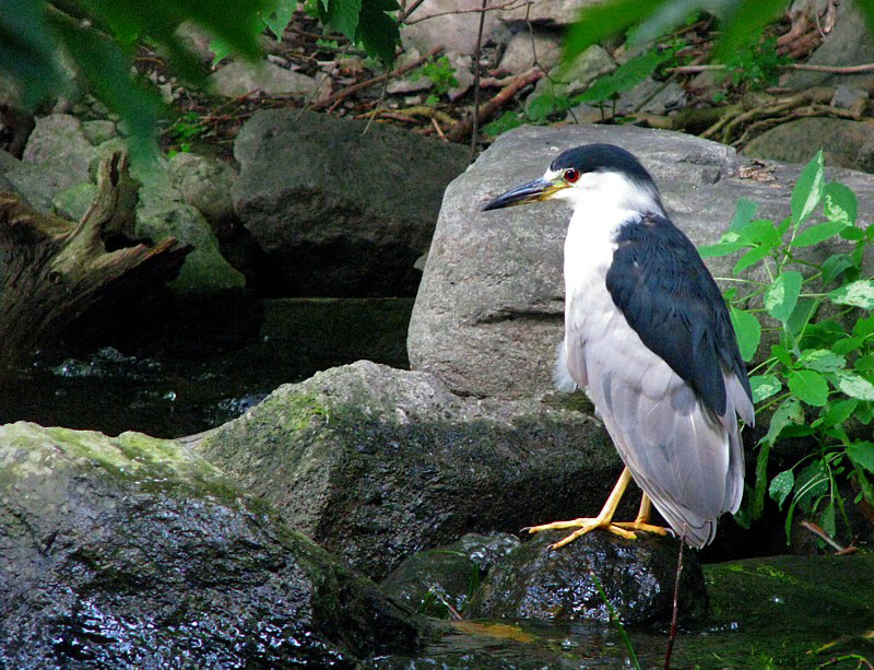 Le Bihoreau, oiseau pcheur