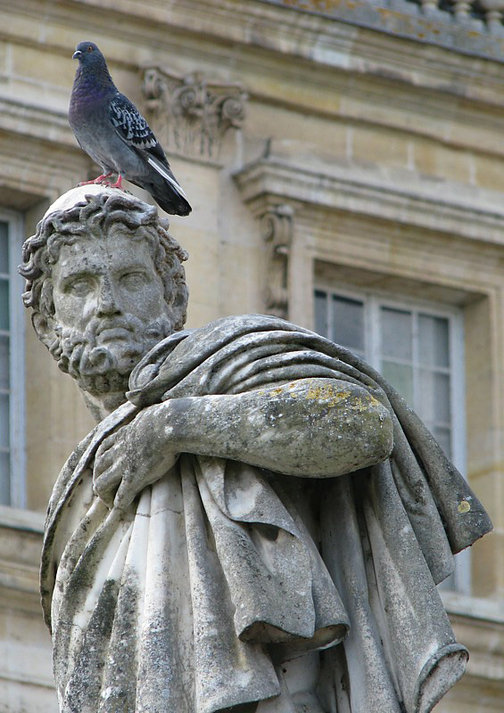 le pigeon sur la tête