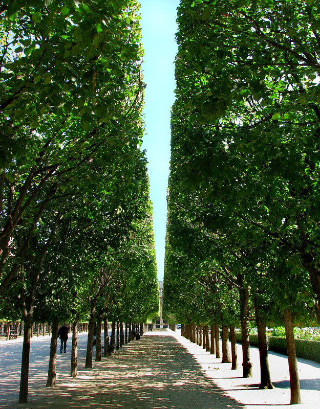 range d'arbres aux jardins du Palais Royal