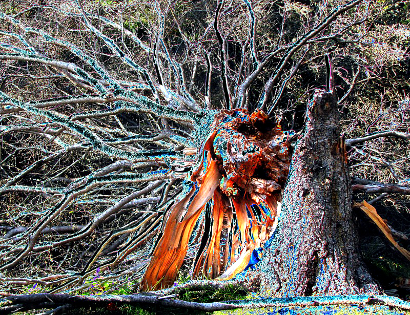 arbre foudroyé