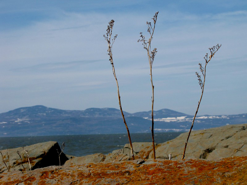 les trois branches-arbres