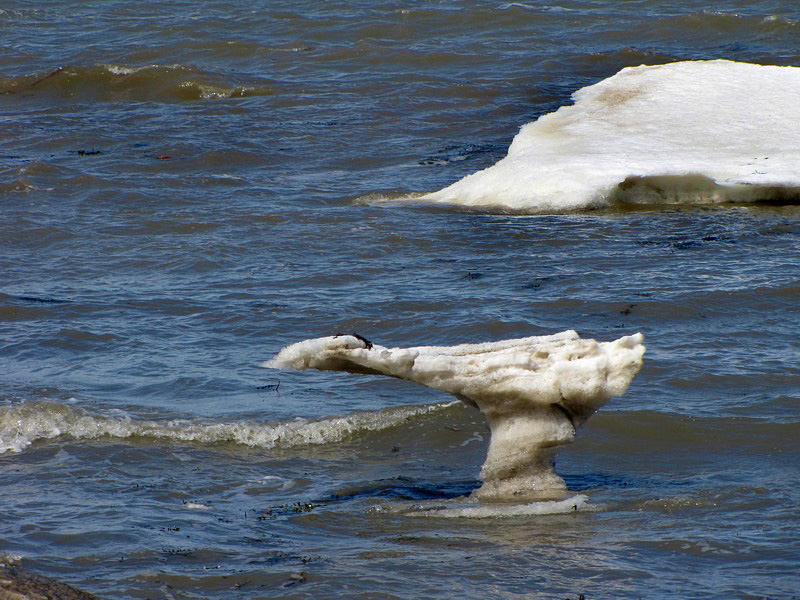 L'oiseau iceberg