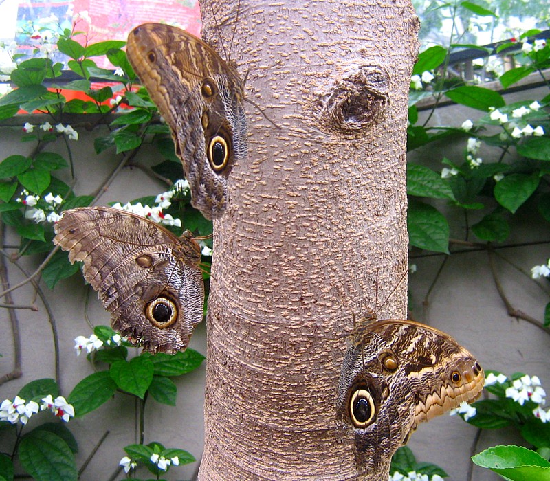 les trois morpho Caligo eurilochus