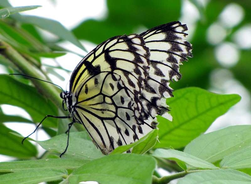 Idea leucone