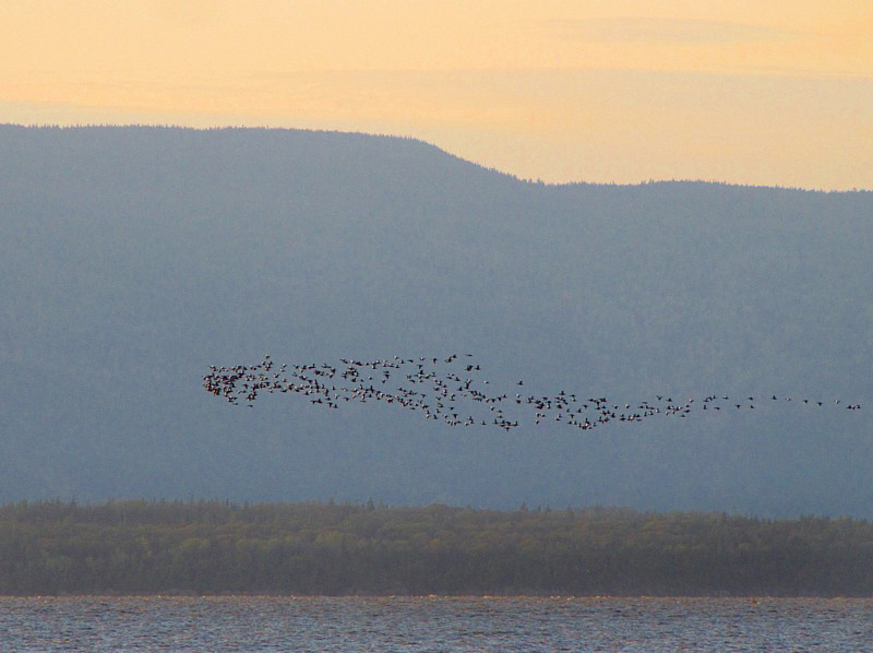 un vol d'oies sur l'Isle-aux-Grues