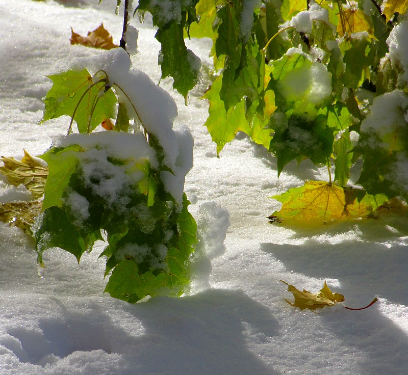 automne en phase terminale