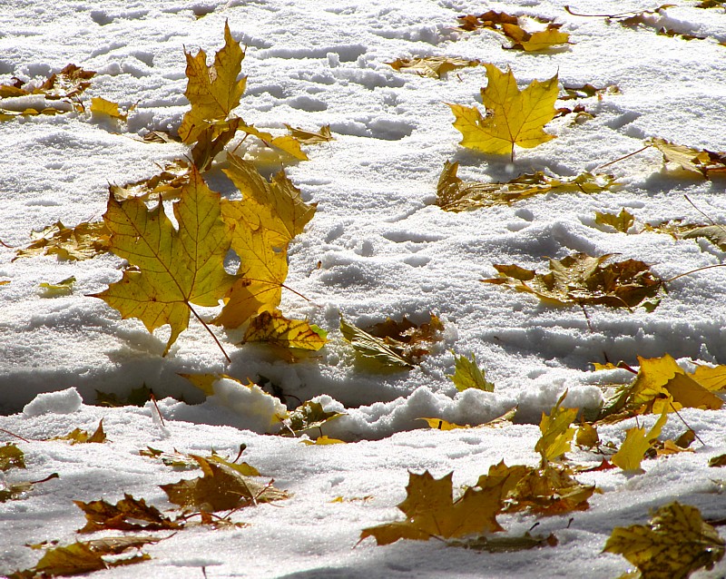 Des feuilles sur la neige