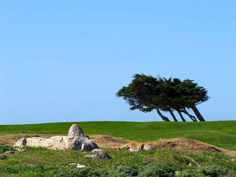 les arbres au vent