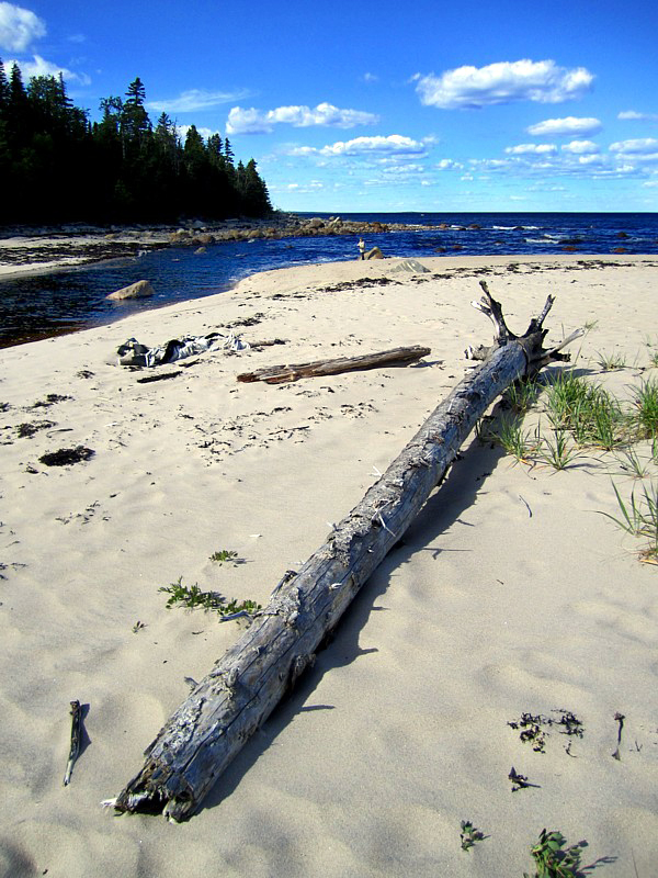 tronc sur sable