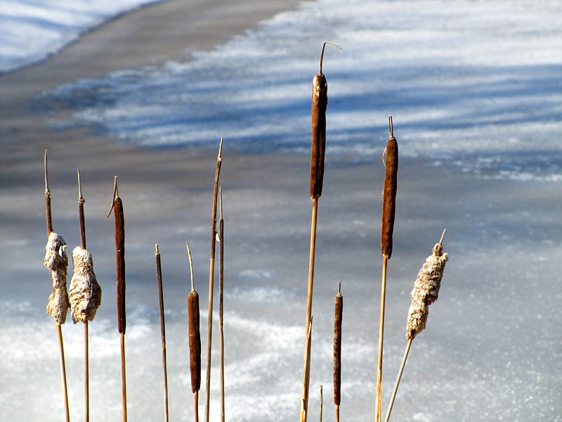 les quenouilles devant le lac gel