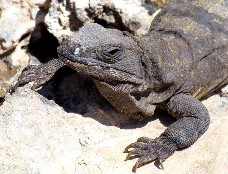 Iguane bronzant