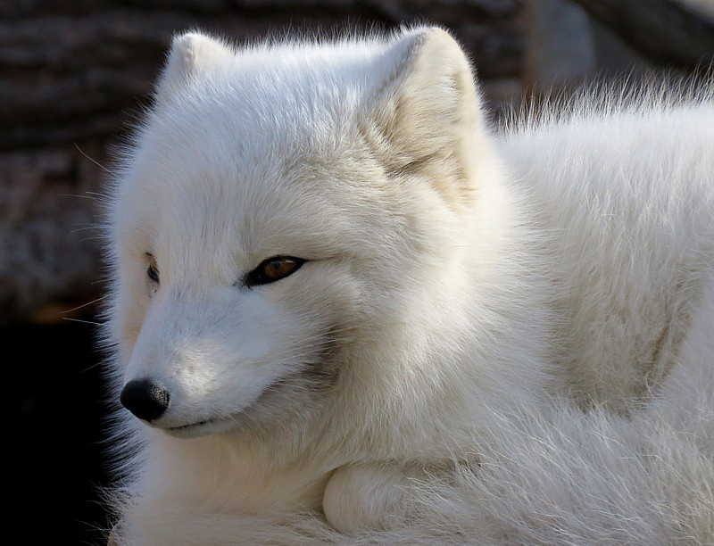 renard blanc